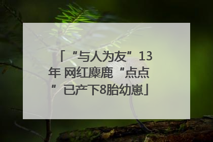 “与人为友”13年 网红麋鹿“点点”已产下8胎幼崽