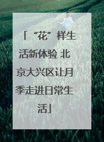 “花”样生活新体验 北京大兴区让月季走进日常生活