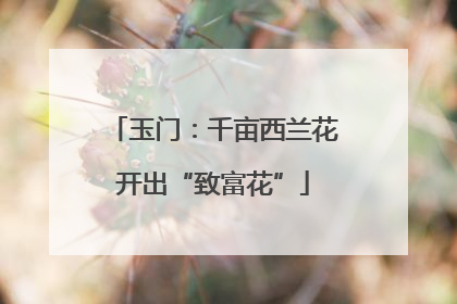 玉门：千亩西兰花开出“致富花”