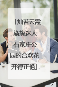 灿若云霞 旖旎迷人 石家庄公园的合欢花开得正艳