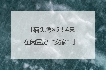 猫头鹰×5！4只在闲置房“安家”