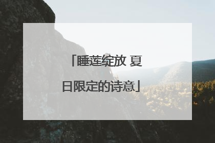 睡莲绽放 夏日限定的诗意