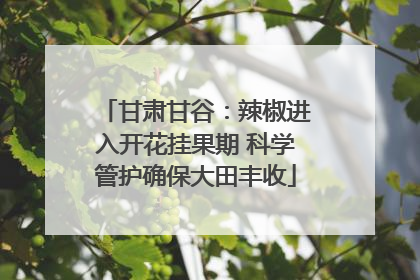 甘肃甘谷：辣椒进入开花挂果期 科学管护确保大田丰收
