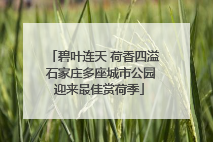 碧叶连天 荷香四溢 石家庄多座城市公园迎来最佳赏荷季