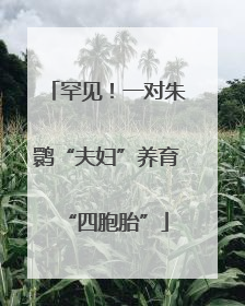 罕见！一对朱鹮“夫妇”养育“四胞胎”
