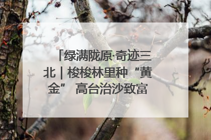 绿满陇原·奇迹三北｜梭梭林里种“黄金” 高台治沙致富很“从容”