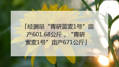 经测量“青研蓝麦1号”亩产601.68公斤，“青研紫麦1号”亩产671公斤