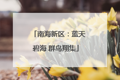 南海新区：蓝天碧海 群鸟翔集