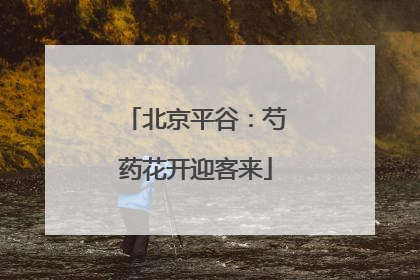 北京平谷：芍药花开迎客来
