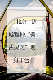 北京：近危物种“树舌灵芝”现身丰台
