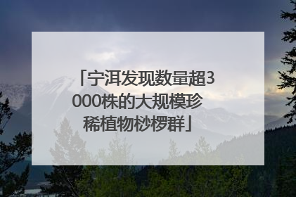 宁洱发现数量超3000株的大规模珍稀植物桫椤群