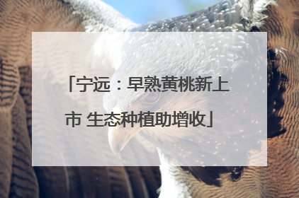 宁远：早熟黄桃新上市 生态种植助增收