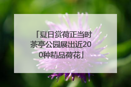夏日赏荷正当时 茶亭公园展出近200种精品荷花