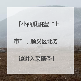 小西瓜甜蜜“上市”，顺义区北务镇进入采摘季