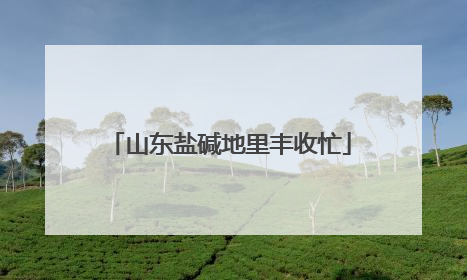 山东盐碱地里丰收忙