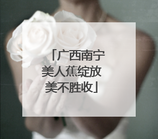 广西南宁美人蕉绽放美不胜收