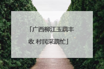 广西柳江玉藕丰收 村民采藕忙