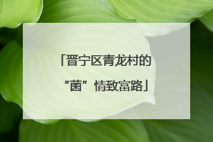 晋宁区青龙村的“菌”情致富路