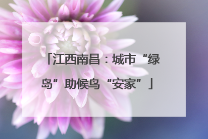 江西南昌：城市“绿岛”助候鸟“安家”