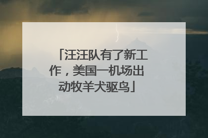汪汪队有了新工作，美国一机场出动牧羊犬驱鸟