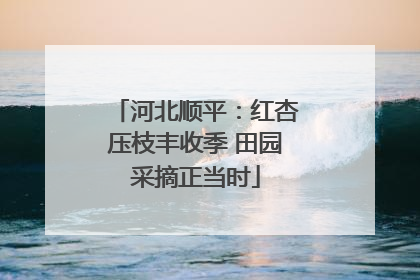 河北顺平：红杏压枝丰收季 田园采摘正当时