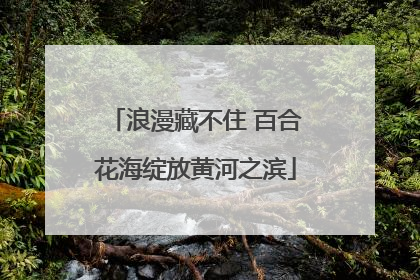 浪漫藏不住 百合花海绽放黄河之滨