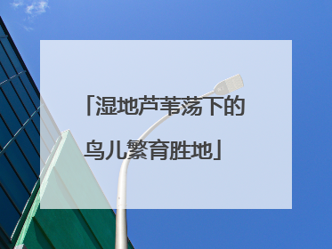 湿地芦苇荡下的鸟儿繁育胜地