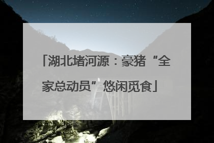 湖北堵河源：豪猪“全家总动员”悠闲觅食