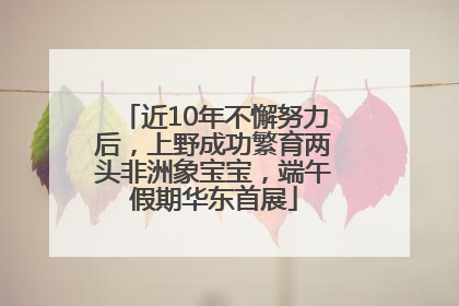 近10年不懈努力后，上野成功繁育两头非洲象宝宝，端午假期华东首展
