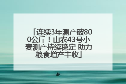 连续3年测产破800公斤！山农43号小麦测产持续稳定 助力粮食增产丰收