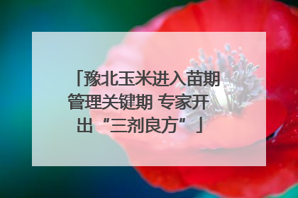 豫北玉米进入苗期管理关键期 专家开出“三剂良方”