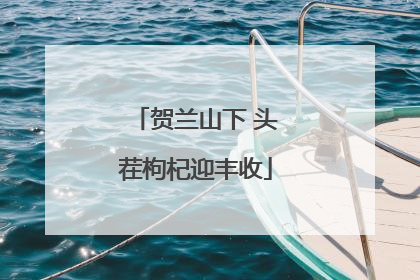 贺兰山下 头茬枸杞迎丰收