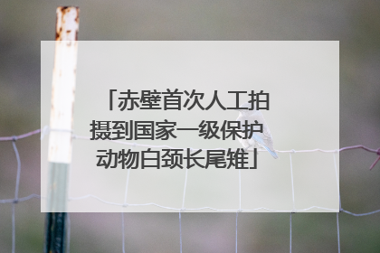 赤壁首次人工拍摄到国家一级保护动物白颈长尾雉