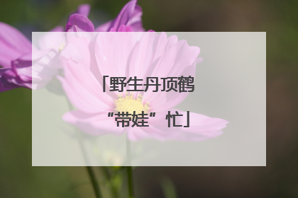 野生丹顶鹤“带娃”忙
