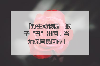 野生动物园一猴子“丑”出圈，当地保育员回应