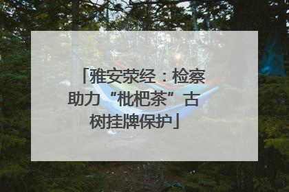 雅安荥经：检察助力“枇杷茶”古树挂牌保护
