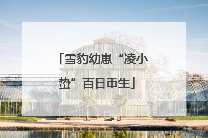 雪豹幼崽“凌小蛰”百日重生