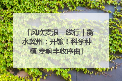 风吹麦浪一线行｜衡水冀州：开镰！科学种植 奏响丰收序曲