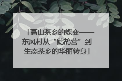 高山茶乡的蝶变——东风村从“鹧鸪营”到生态茶乡的华丽转身