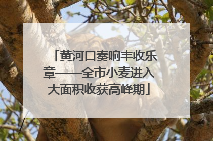 黄河口奏响丰收乐章——全市小麦进入大面积收获高峰期