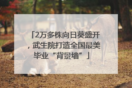 2万多株向日葵盛开，武生院打造全国最美毕业“背景墙”